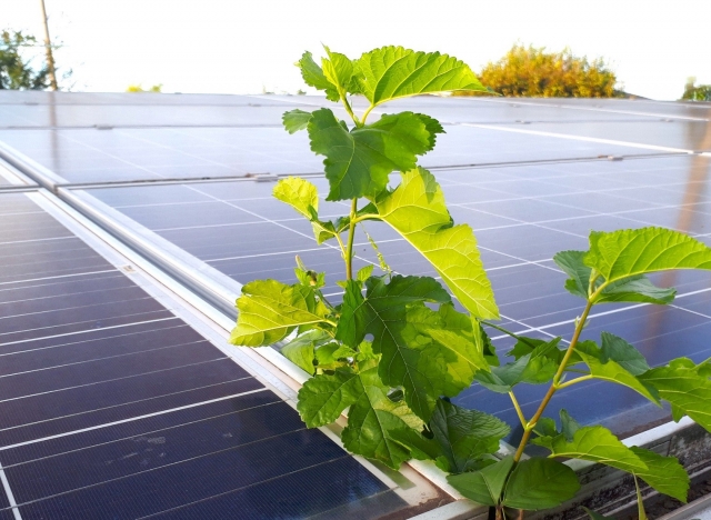 草が生い茂っている太陽光パネル