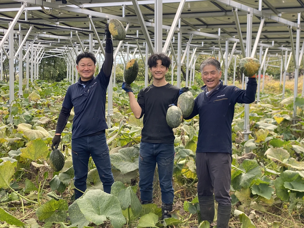 株式会社リックスのソーラーシェアリングで栽培した「万次郎かぼちゃ」の収穫
