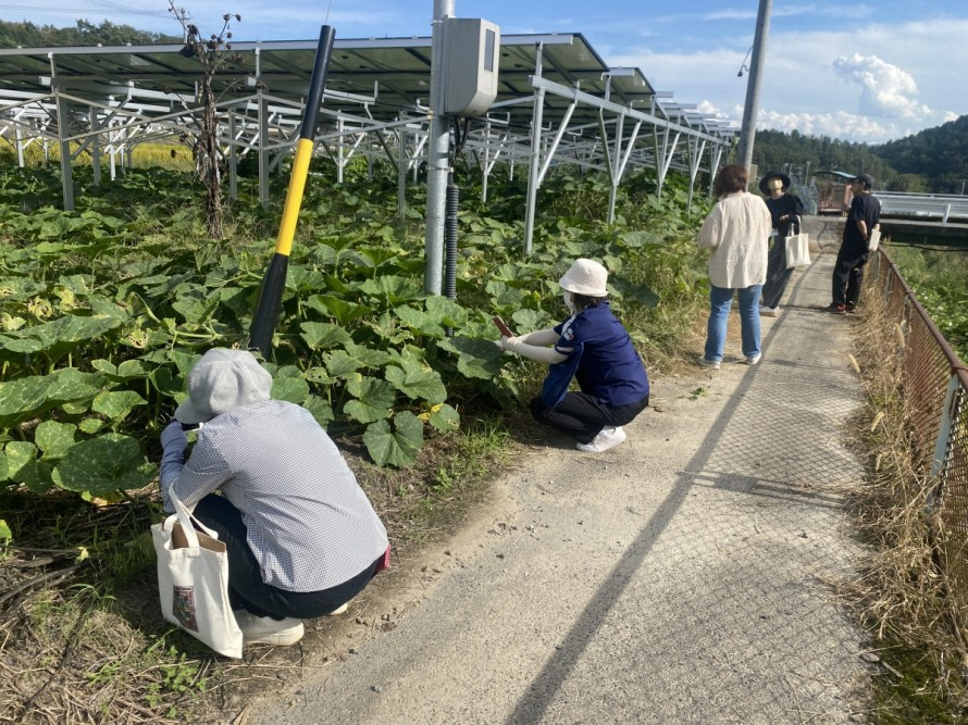 ソーラーシェアリング事業の畑