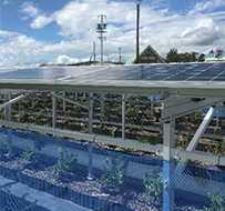 遊休農地に設置された太陽光パネル